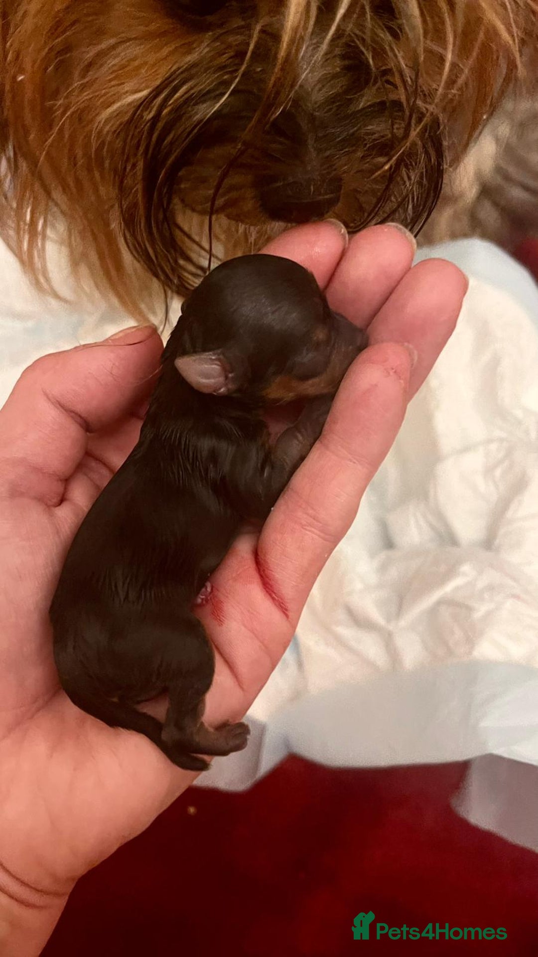 Yorkshire Terrier dogs for sale: *READY * MINIATURE MALE YORKIE - Image 5