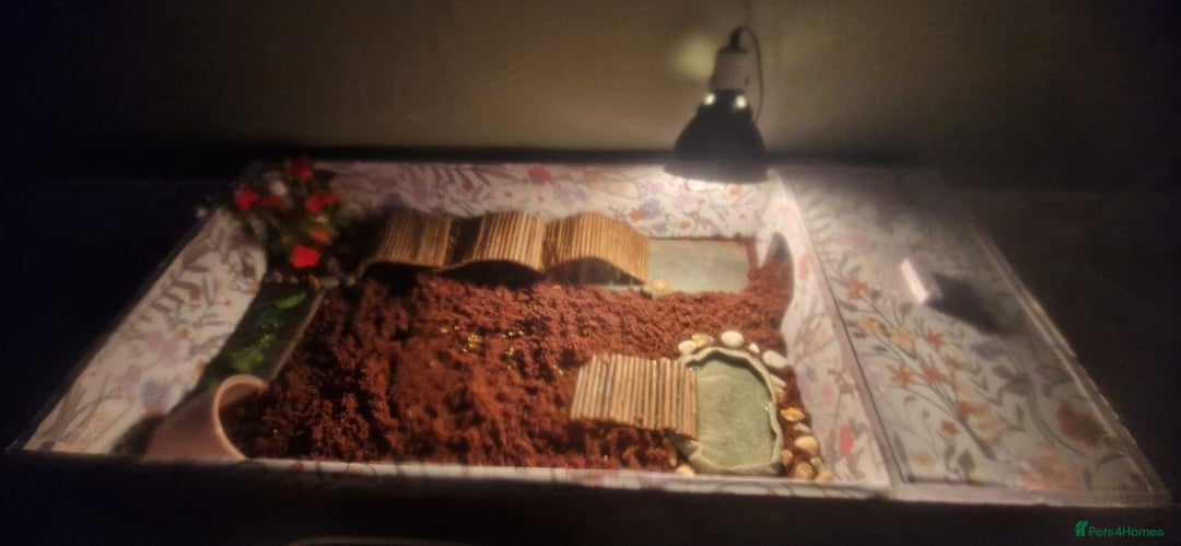Tortoise reptiles for sale: Horesfield Tortoise and full setup 4 months maldon - Advert 8