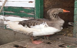 Geese poultry for sale: Mixed sex & mixed age geese/ ganders - Image 6