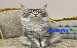 Maine Coon cats for sale: 💖READY NOW💖health tested 💖pure pedigree - Image 12