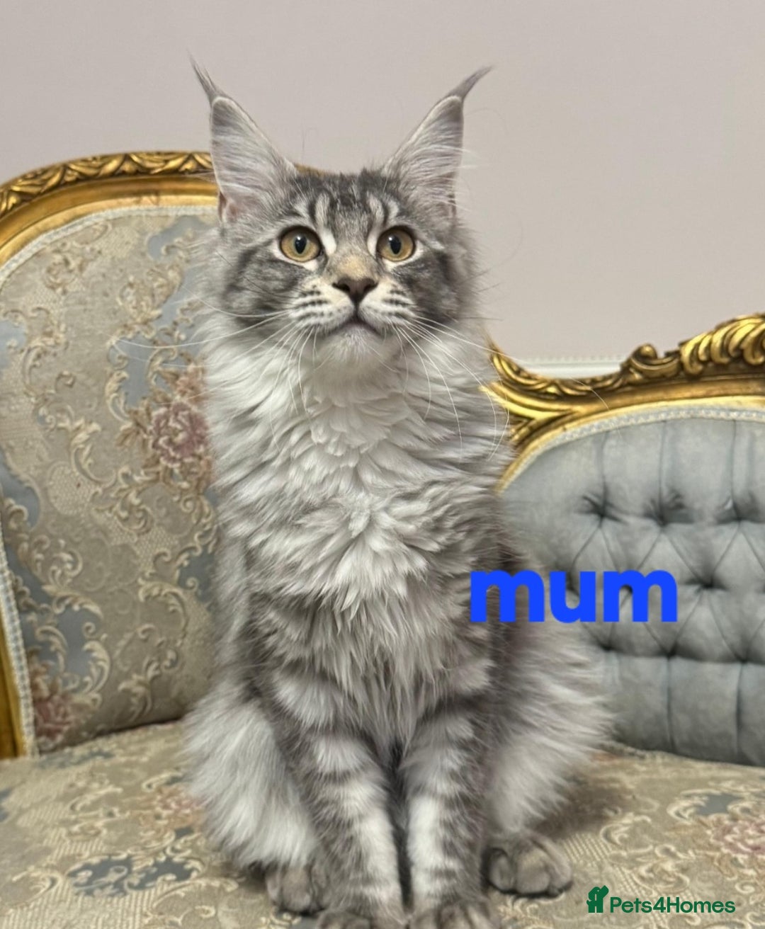 Maine Coon cats for sale: 💖READY NOW💖health tested 💖pure pedigree - Image 12