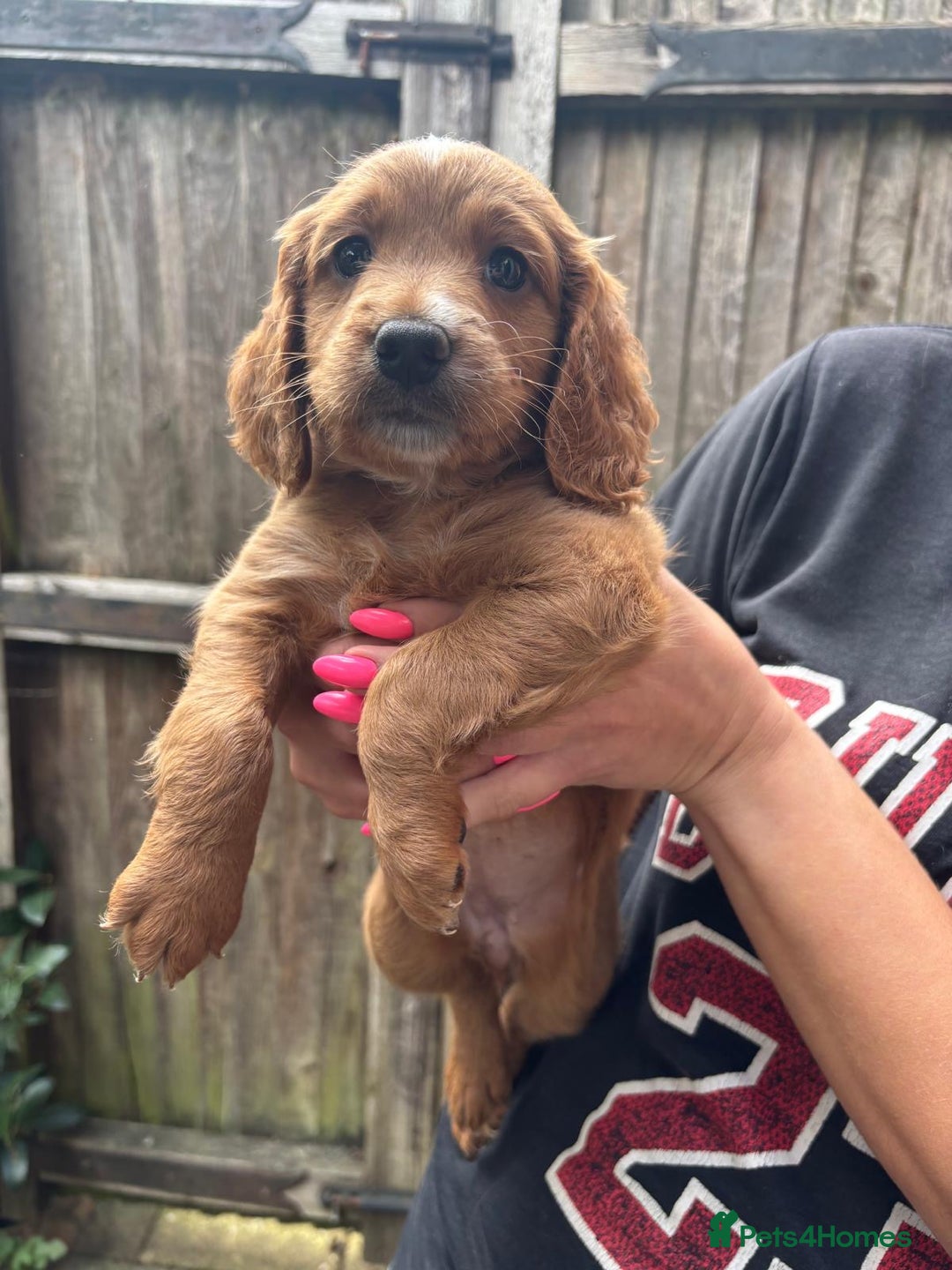 Cockapoo dogs for sale: Beautiful Cockapoo Puppies – Ready Soon  - Image 7