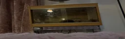 Tortoise reptiles for sale: HORSEFIELD TORTOISE AND VIV in Stevenage - Advert 2