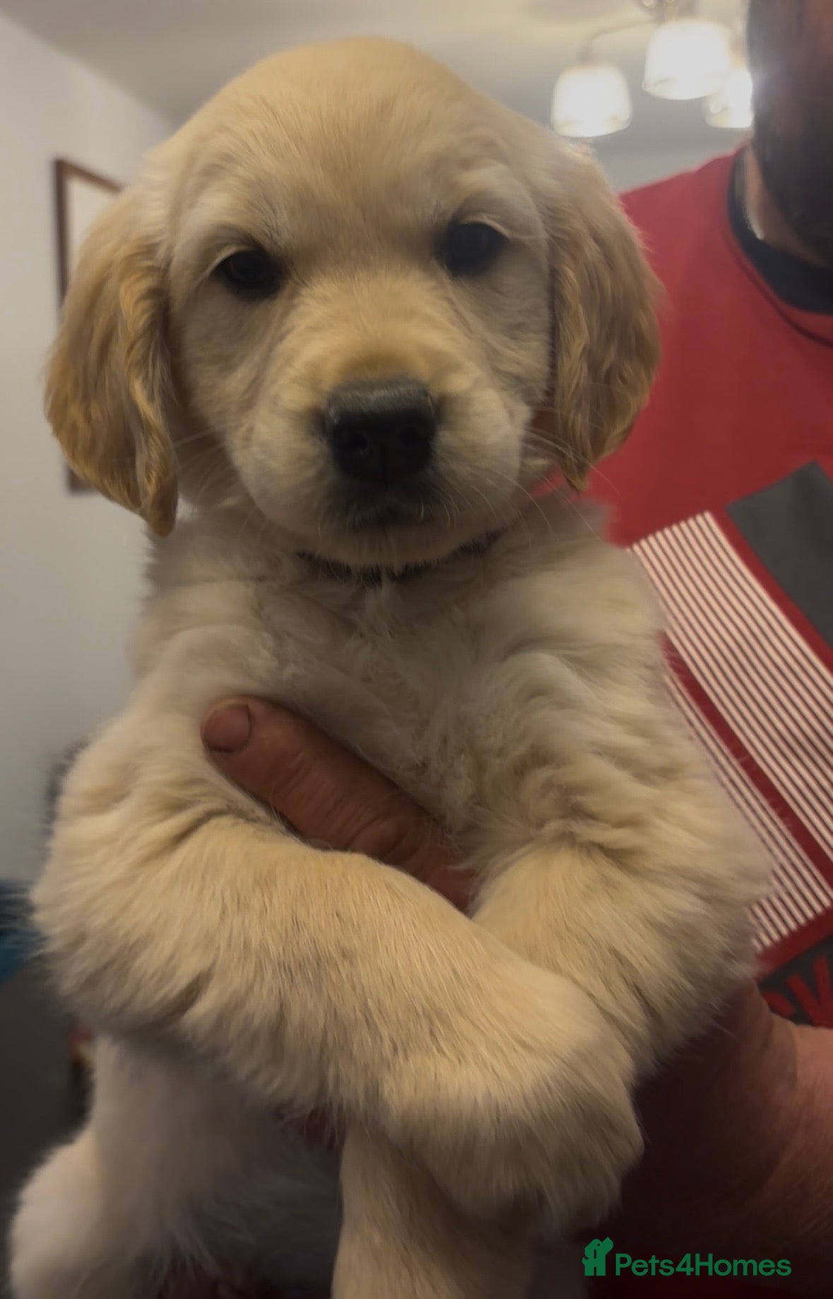 Golden Retriever dogs READY NOW -Stunning KC reg Golden Retriever Pups - Advert 2