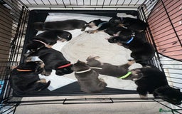 Mixed Breed dogs for sale: 8 beautiful pups, looking for forever home🐾 - Image 1