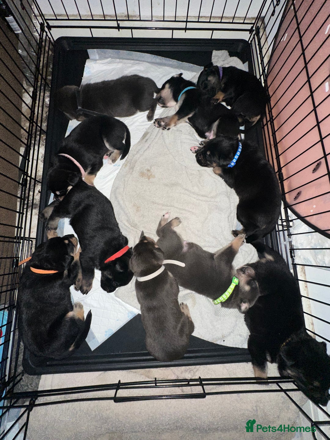 Mixed Breed dogs for sale: 8 beautiful pups, looking for forever home🐾 - Image 1