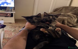 Mixed Breed cats for sale: Pair of bonded, tortoise shell, ragdoll kittens - Image 4