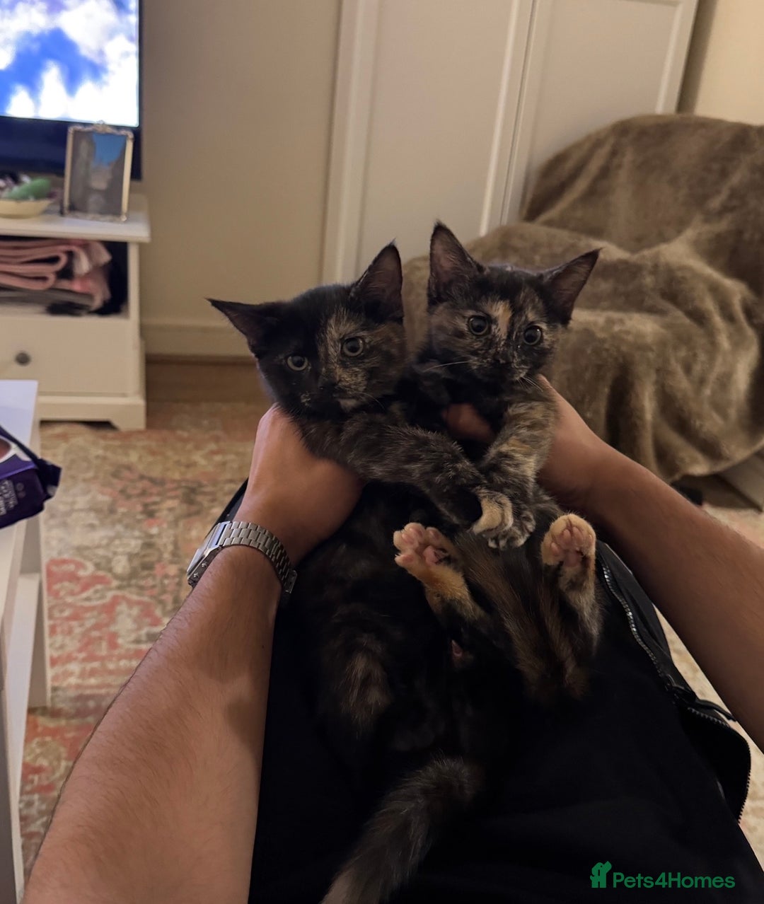 Mixed Breed cats for sale: Pair of bonded, tortoise shell, ragdoll kittens - Image 4