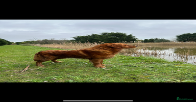 Golden Retriever dogs - Advert 6