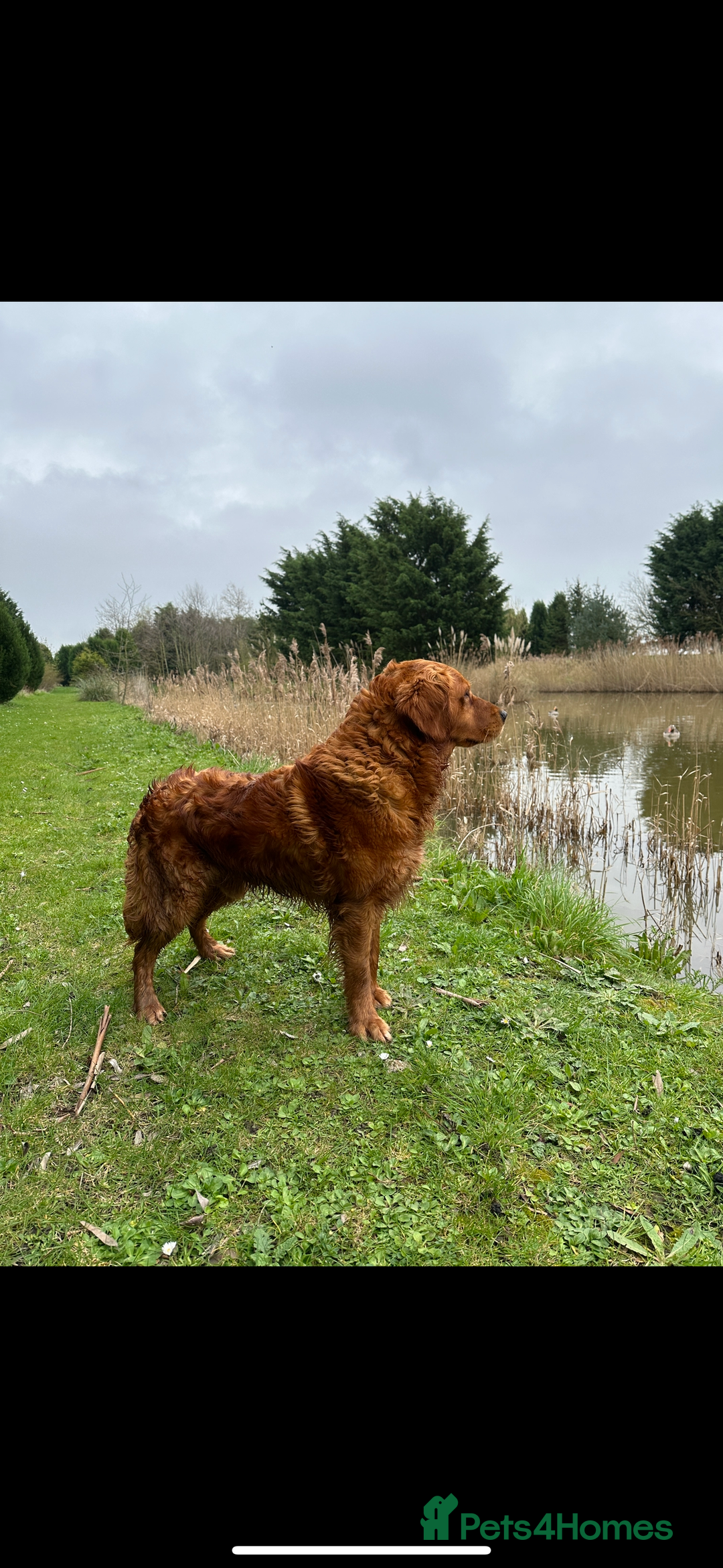 Golden Retriever dogs for sale: Handsome kc dark red golden retriever  - Image 3