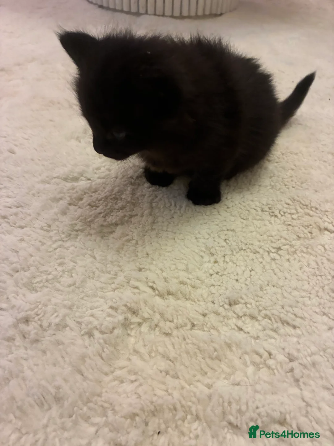 Turkish Angora cats for sale: Turkish angora male  - Advert 8