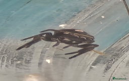 Spiders invertebrates for sale: Jumping spider slings  - Image 2