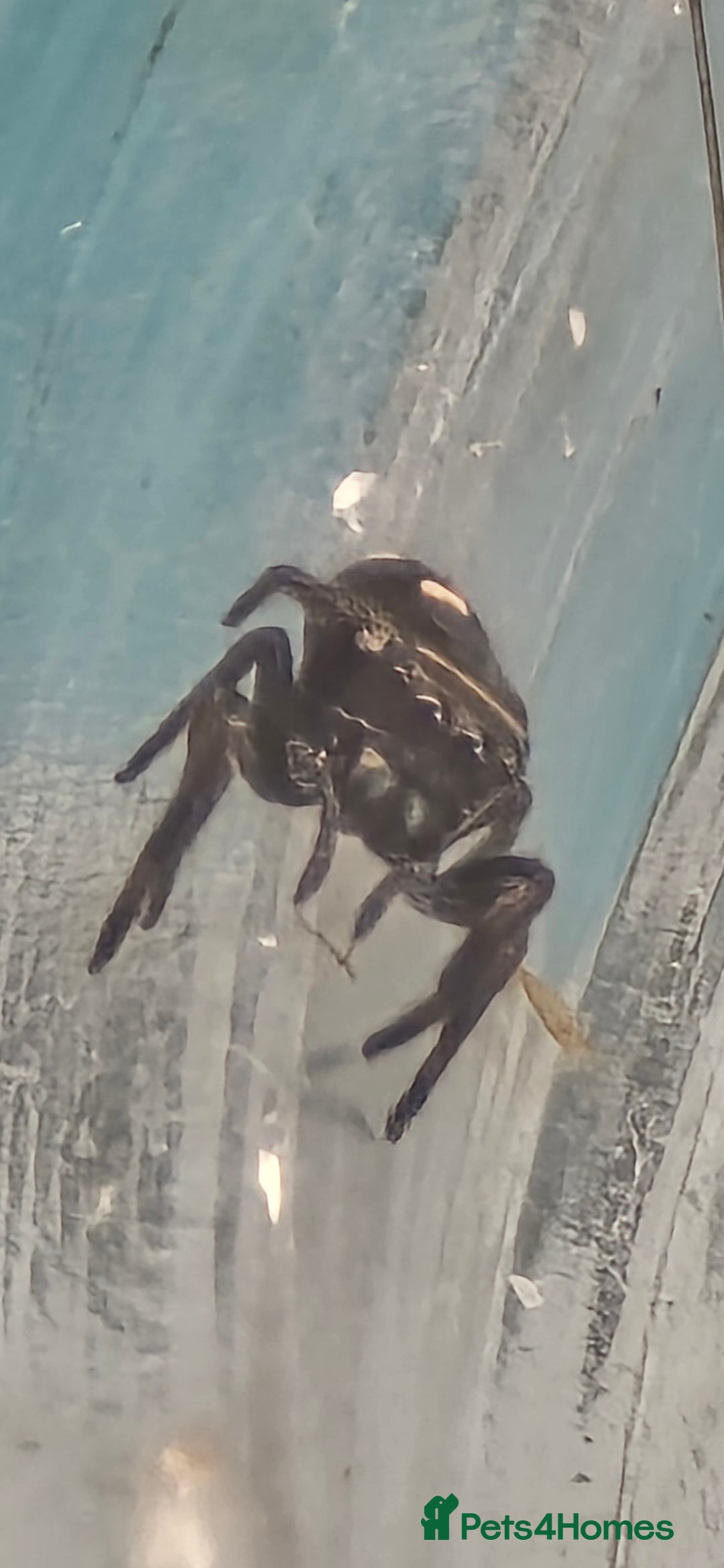 Spiders invertebrates for sale: Jumping spider slings  - Image 2