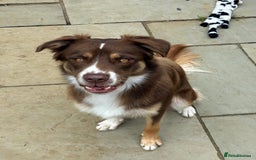 Borador dogs for sale: Labrador collie for sale  - Image 7
