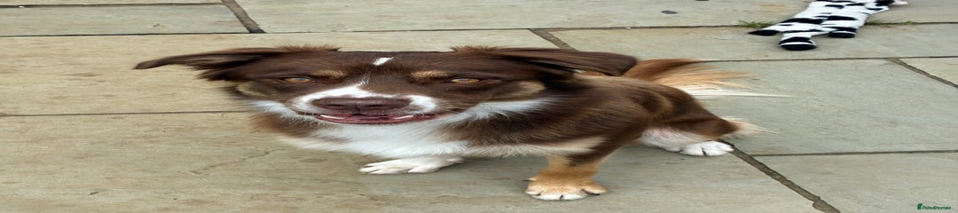 Borador 