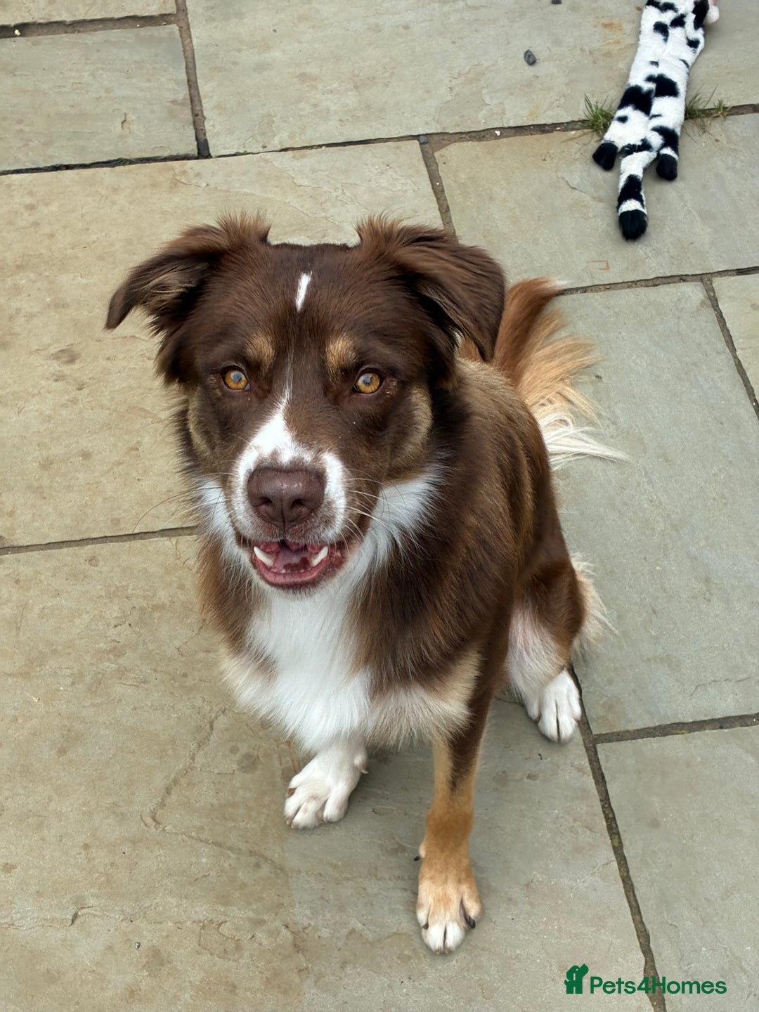 Borador dogs for sale: Labrador collie for sale  - Image 7