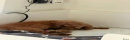 Cockapoo dogs for sale: 🐾❤️ Beautiful F1b Toy Cockapoo Puppies  ❤️🐾 in Wisbech - Advert 3