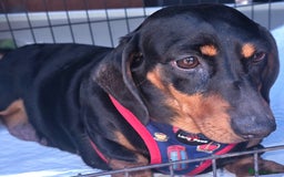 Dachshund dogs for sale: READY NOW LAST PUPPY  miniature dachshund puppies in Ilminster - Image 13