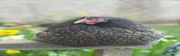 Chickens poultry for sale: Hatching eggs Pekin bantam & silkie  - Advert 10