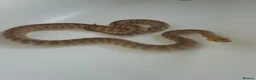Python Snake reptiles for sale: Woma Pythons Male and Female in London - Advert 3