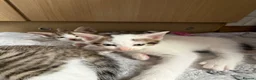 Mixed Breed cats for sale: Kittens for sale  - Advert 4