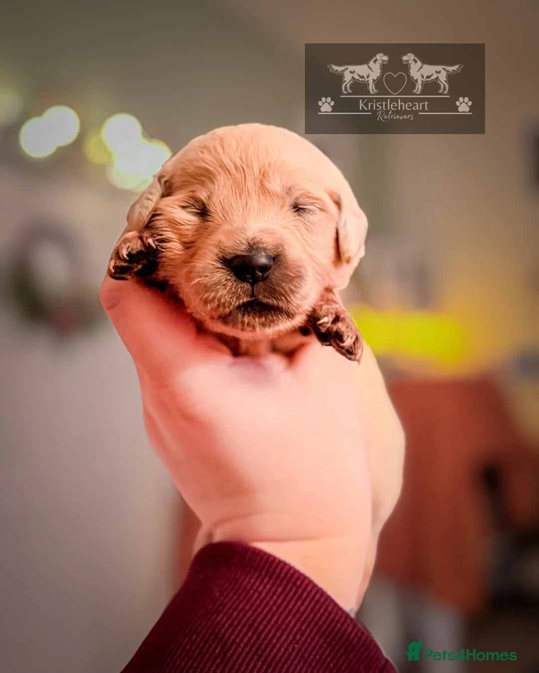 Golden Retriever dogs for sale: KC HEALTH TESTED PUPS *1 boy remaining* - Advert 9