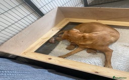 Labrador Retriever dogs for sale: Fox Red Labrador Puppies  - Image 2