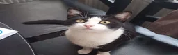 Siberian cats for sale: Cat for Adoption - Advert 3