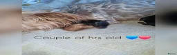 Yorkshire Terrier dogs for sale: F1 stunning purebred yorkshire terriers pup's ❤️💙 - Advert 11