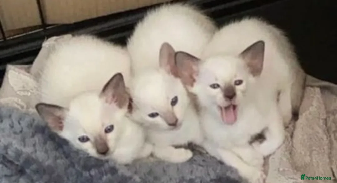 Siamese cats for sale: Siamese kittens - Advert 1