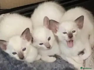 Siamese cats Siamese kittens - Advert 22