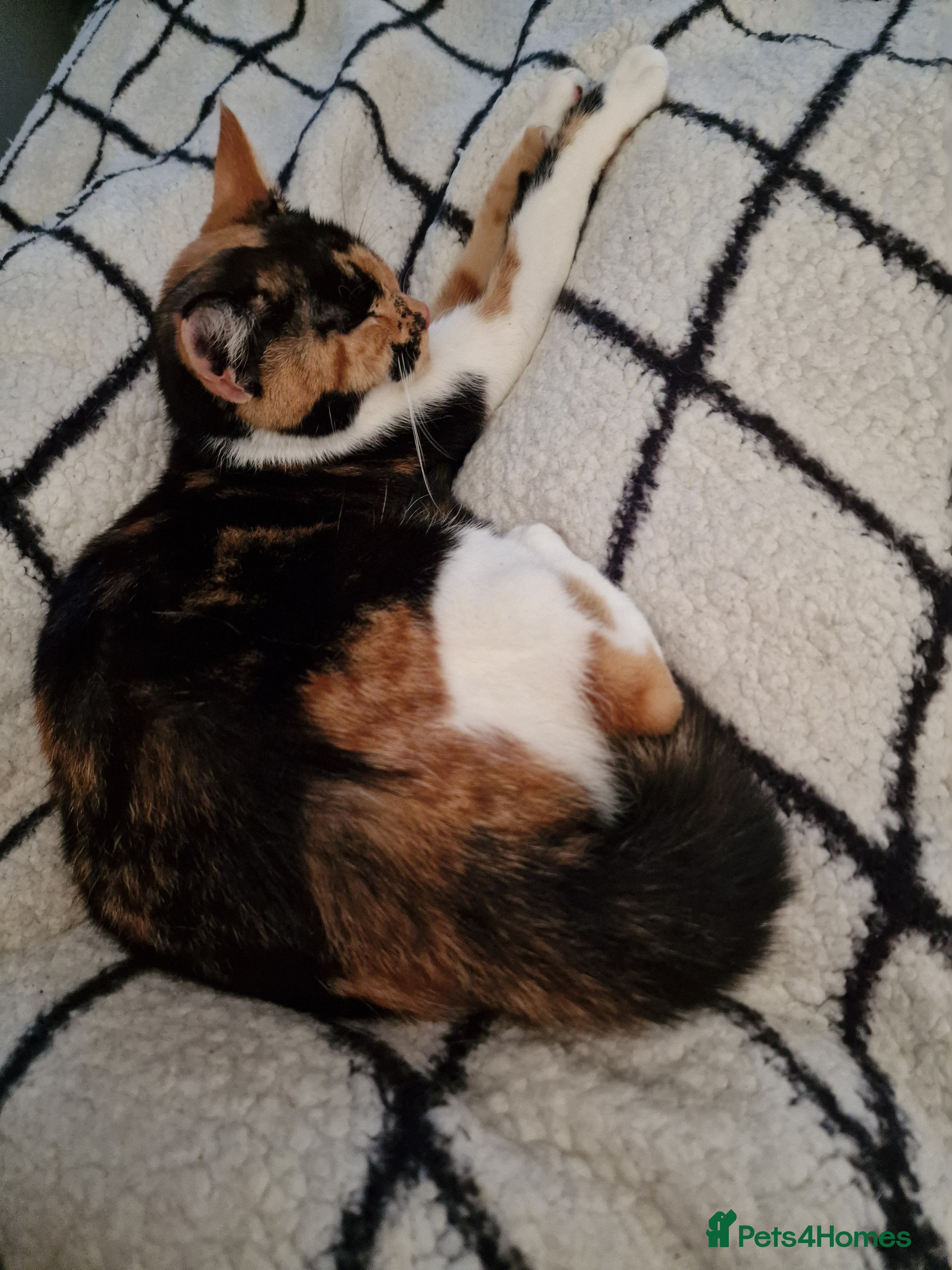 Mixed Breed cats 2year old calico looking for forever home  - Advert 1