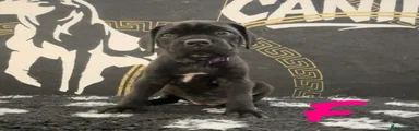 Cane Corso Puppy 3