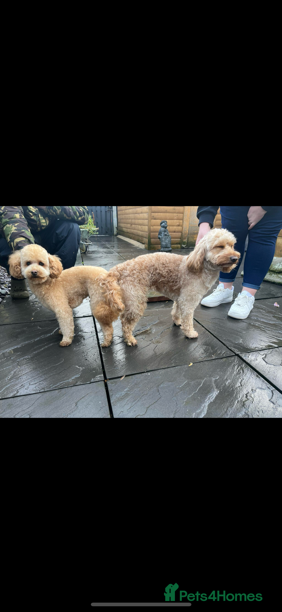 Miniature Poodle dogs for stud: Proven - KC REG MINIATURE POODLE STUD 🐩🐾 in Doncaster - Image 8