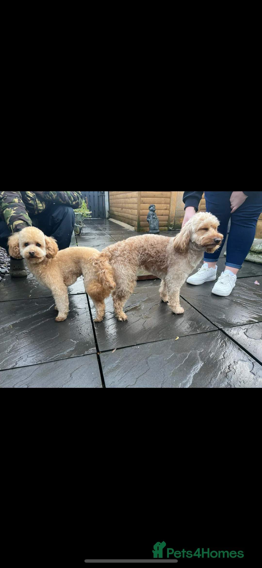Miniature Poodle dogs for stud: Proven - KC REG MINIATURE POODLE STUD 🐩🐾 in Doncaster - Advert 18