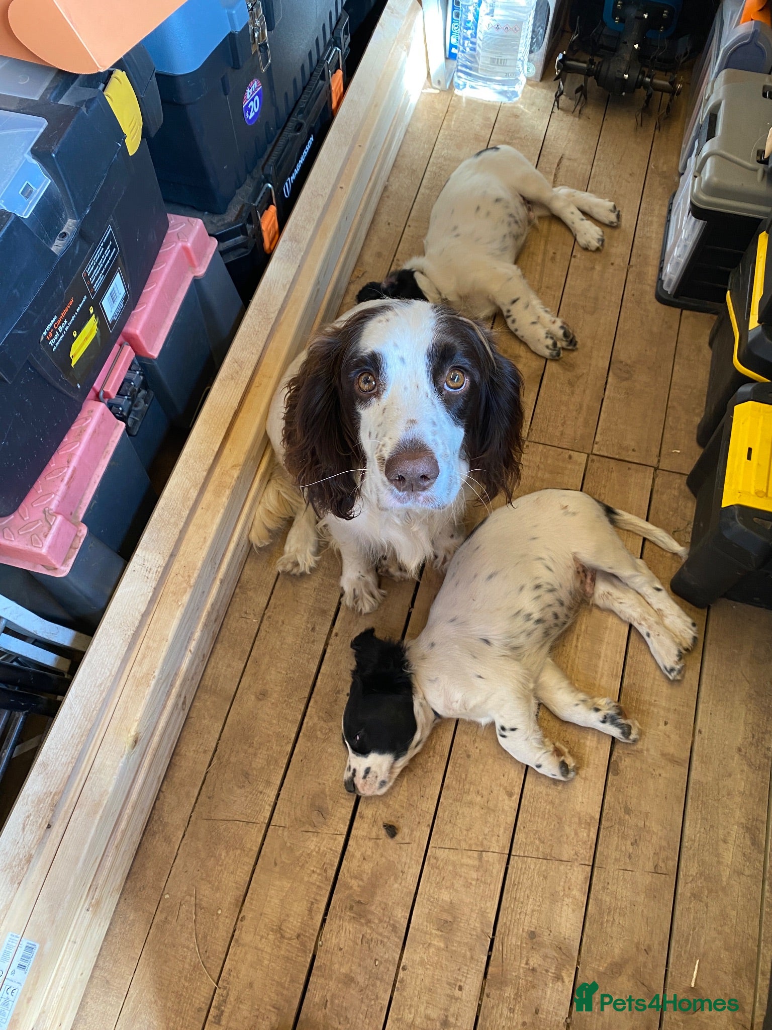 English Springer Spaniel dogs English springer spaniel puppies for sale - Advert 2