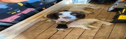 English Springer Spaniel dogs for sale: English springer spaniel puppies for sale in Derby - Advert 2