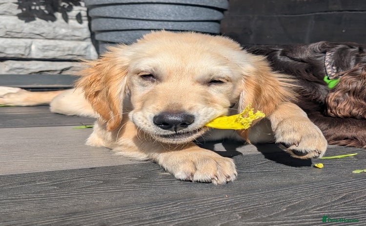 Golden Retriever dogs - Advert 7