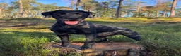 Mixed Breed dogs for sale: Beautiful litter of working GWPxLab puppies - Advert 5