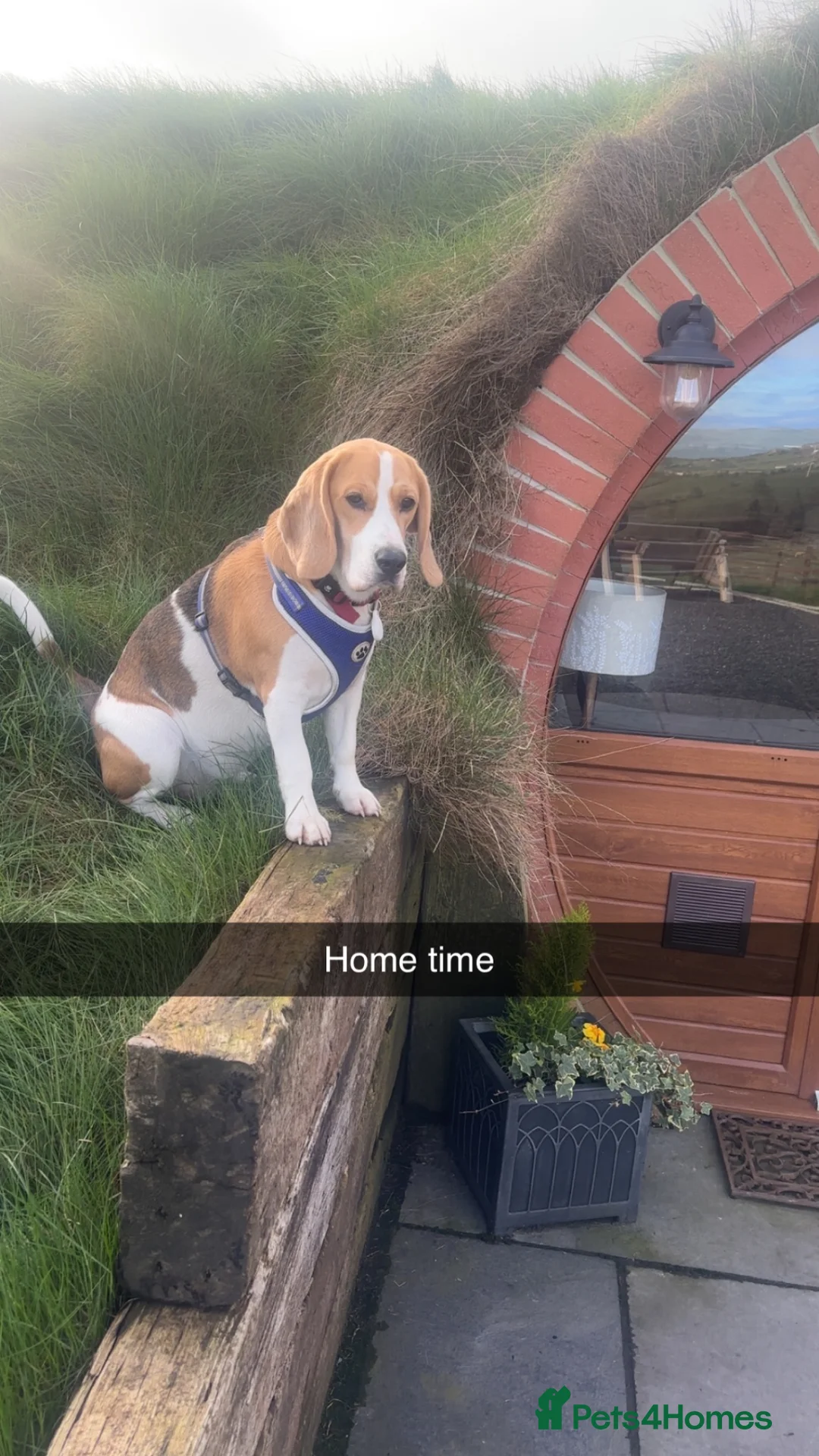 Beagle dogs for sale: KG Reg Scabs the beagle 16 months old - Advert 6