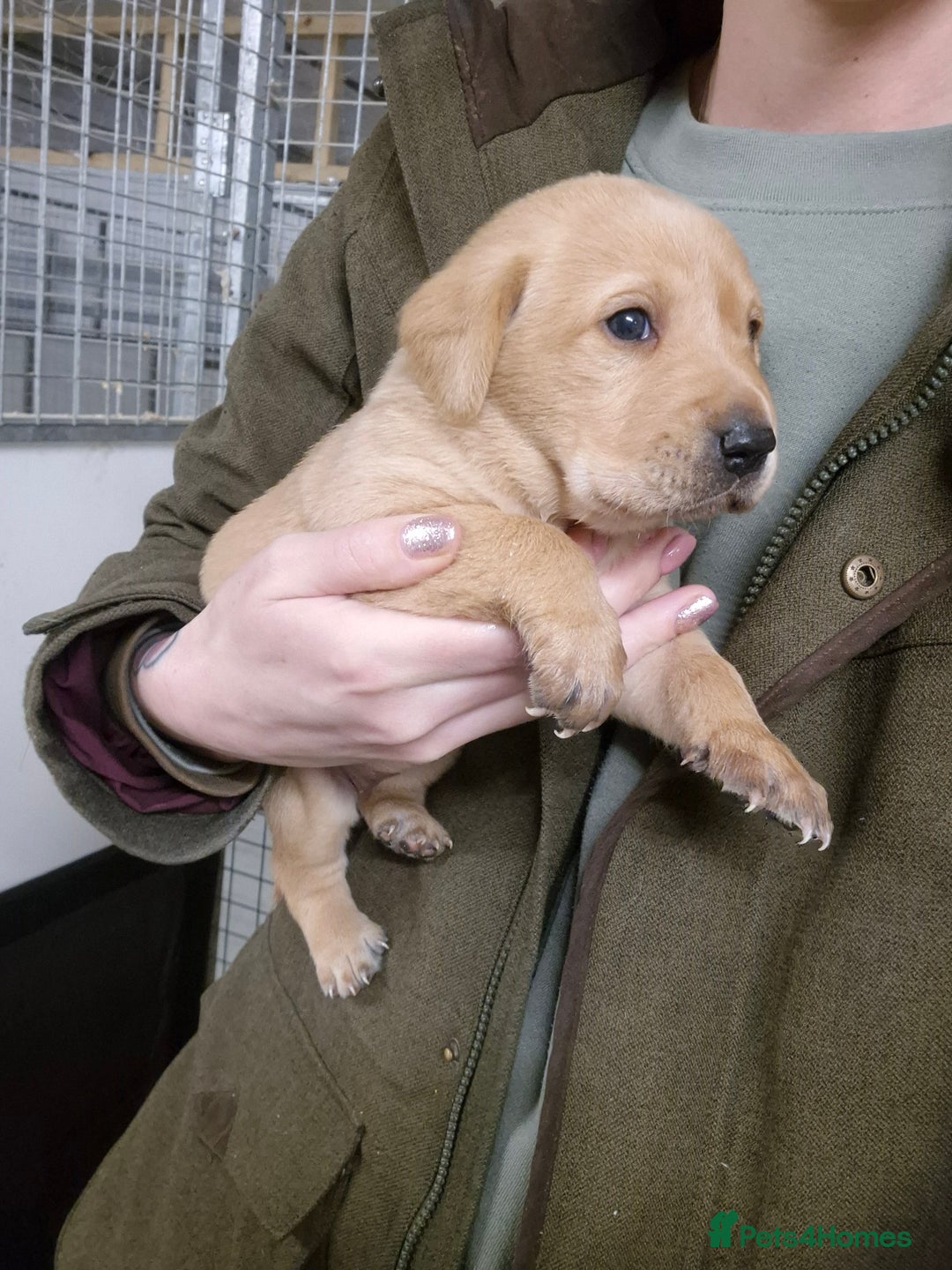 Labrador Retriever dogs for sale: Beautiful KC labradors.Trial champion bloodline.  - Advert 2