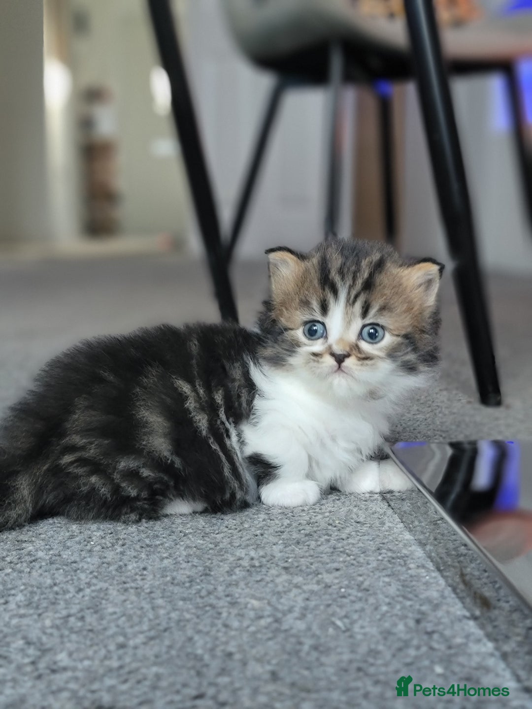 Scottish Fold cats for sale: Scottish fold - Advert 20