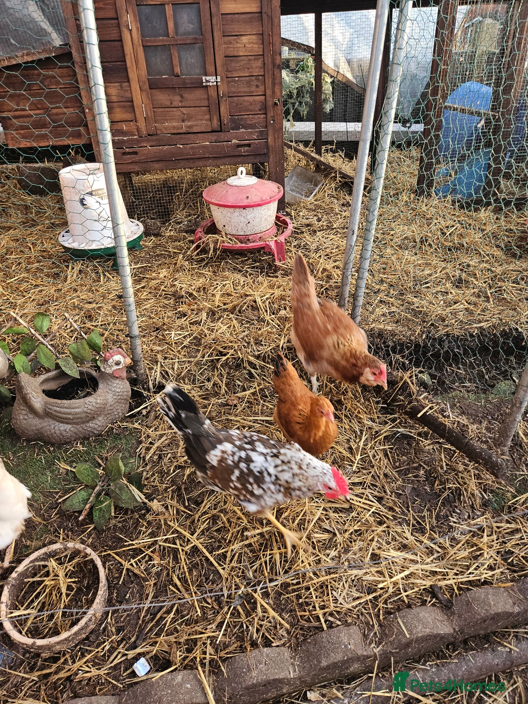 Chickens poultry for sale: 11 hens 1 cockrel  - Advert 26