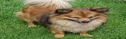 Mixed Breed dogs for sale: Exceptional Papillon × Mittel Spitz Puppies in Wisbech - Advert 9