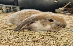 French Lop rabbits for sale: French Lops Ready Now - Image 2
