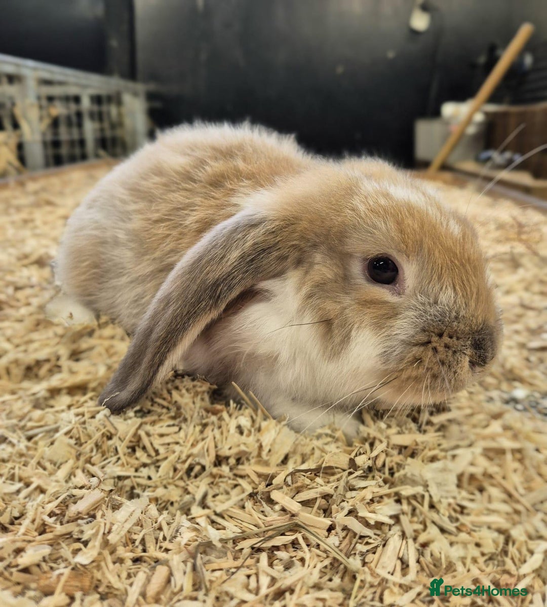 French Lop rabbits for sale: French Lops Ready Now - Image 2