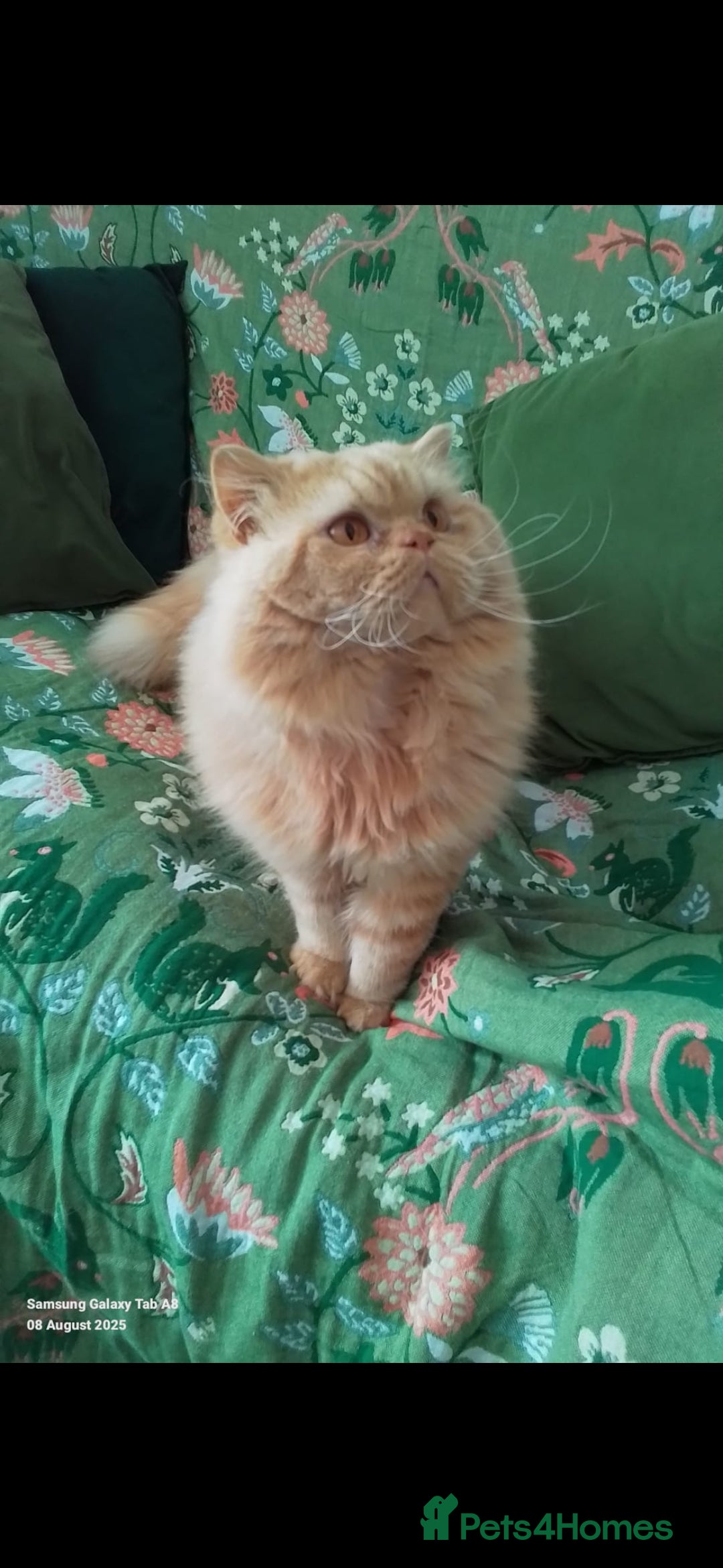 British Longhair cats British Longhair for Stud - Advert 2