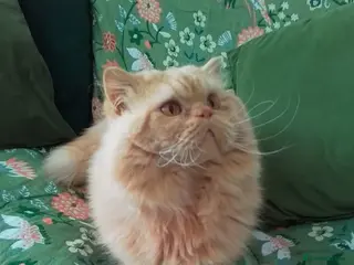 British Longhair cats British Longhair for Stud - Advert 2