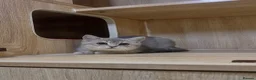 British Shorthair cats for sale: Friendly Blue/grey/golden British Shorthair Kitten - Advert 11