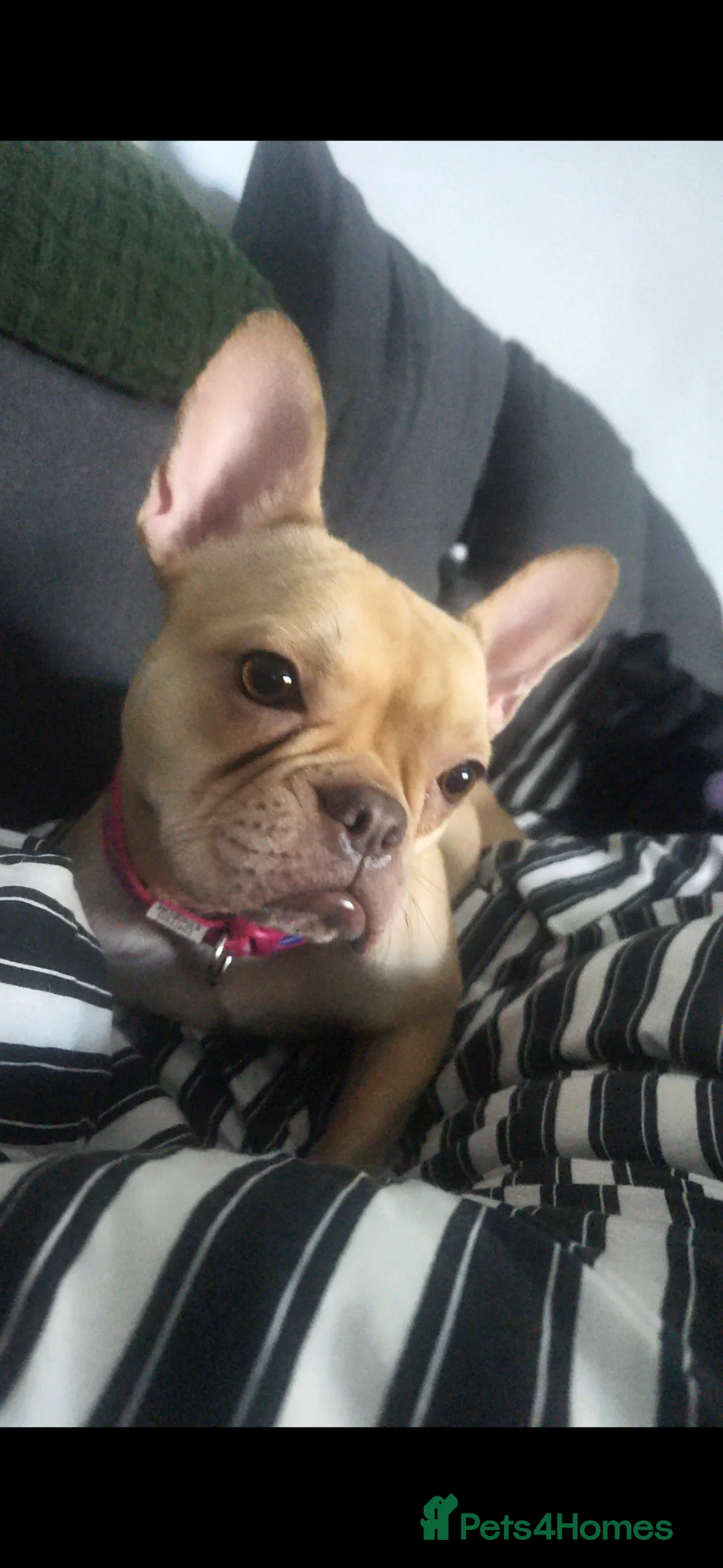 French Bulldog dogs for sale: 3 year old frenchie - Advert 2